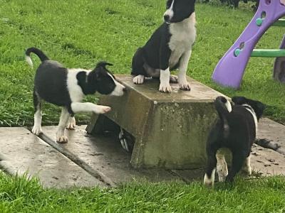Border Collie puppies in Carlow