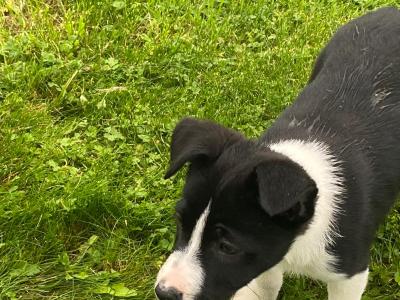 Border Collie puppies in Carlow