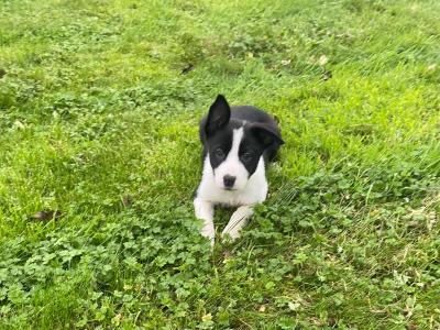 Border Collie puppies in Carlow