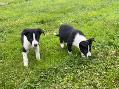 Border Collie puppies in Carlow