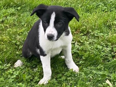 Border Collie puppies in Carlow