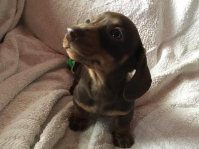 Pra clear IKC Registered Miniature Dachshund puppies in Cork