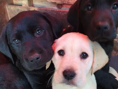 Purebred Labrador puppies in Laois