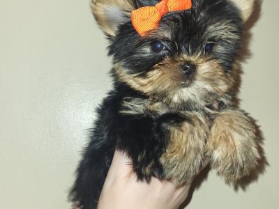 Exceptional Quality IKC Registered Yorkshire Terrier puppies in Dublin