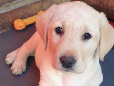 Purebred Labrador puppies in Laois