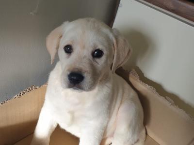 Purebred Labrador puppies in Laois