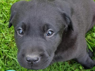 Purebred Labrador puppies in Laois