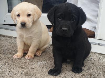 Purebred Labrador puppies in Laois
