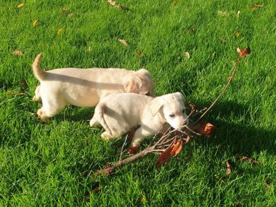 Purebred Labrador puppies in Laois