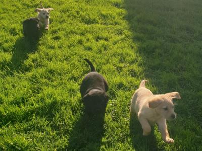 Purebred Labrador puppies in Laois