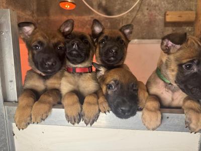 Belgian Malinois Litter