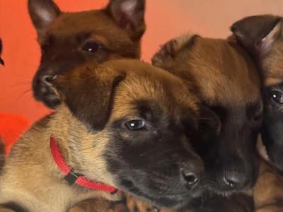 Belgian Malinois Litter