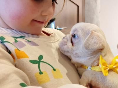 Male French Bulldog puppy in Waterford