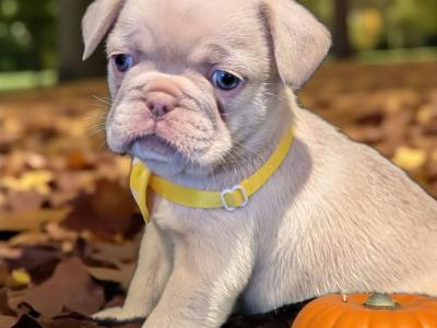 Male French Bulldog puppy in Waterford