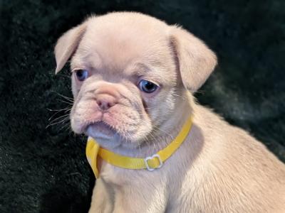 Male French Bulldog puppy in Waterford