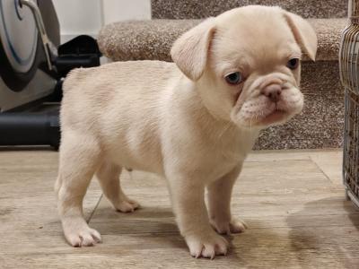 Male French Bulldog puppy in Waterford