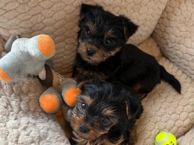T Cup Yorkshire Terrier puppies in Wexford (The Terrible Twins)