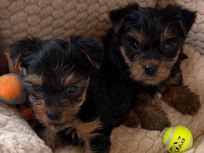 T Cup Yorkshire Terrier puppies in Wexford (The Terrible Twins)