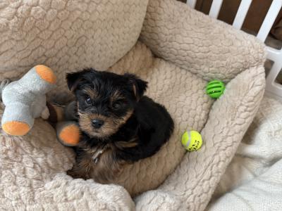 T Cup Yorkshire Terrier puppies in Wexford (The Terrible Twins)