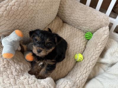 T Cup Yorkshire Terrier puppies in Wexford (The Terrible Twins)