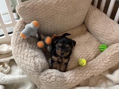 T Cup Yorkshire Terrier puppies in Wexford (The Terrible Twins)