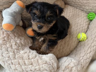 T Cup Yorkshire Terrier puppies in Wexford (The Terrible Twins)