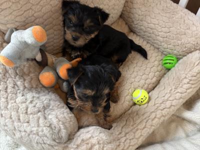 T Cup Yorkshire Terrier puppies in Wexford (The Terrible Twins)