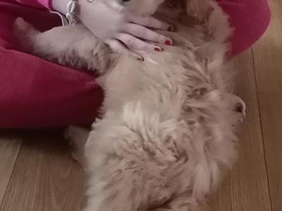 Beautiful male Cockapoo puppy 3 months old in Donegal