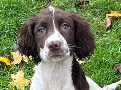 IKC Registered female Springer Spaniel puppy in Laois