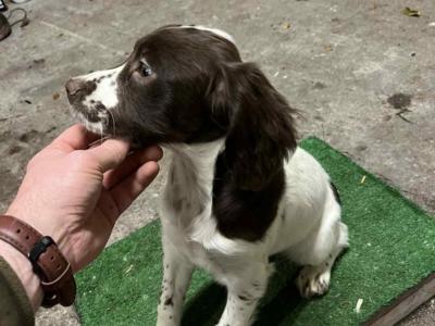 IKC Registered female Springer Spaniel puppy in Laois