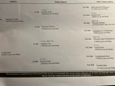 IKC Registered female Springer Spaniel puppy in Laois