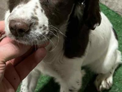 IKC Registered female Springer Spaniel puppy in Laois