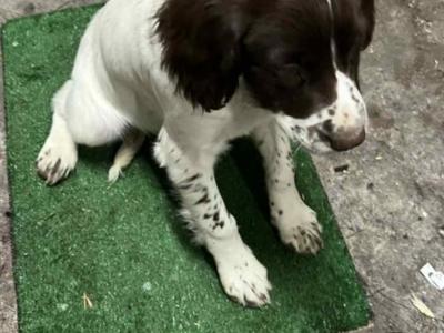 IKC Registered female Springer Spaniel puppy in Laois