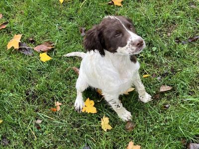 IKC Registered female Springer Spaniel puppy in Laois