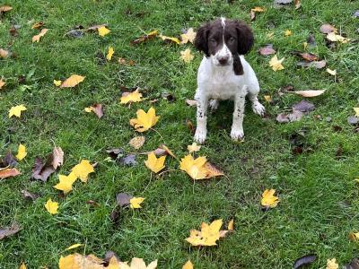 IKC Registered female Springer Spaniel puppy in Laois