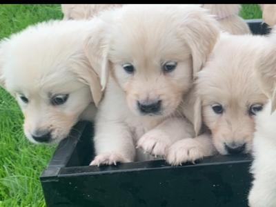 Beautiful purebred IKC Registered(pending) Golden Retriever puppies in Limerick