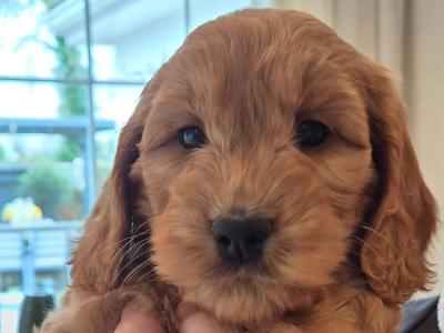 F1 Cockapoo puppies for sale in Kildare
