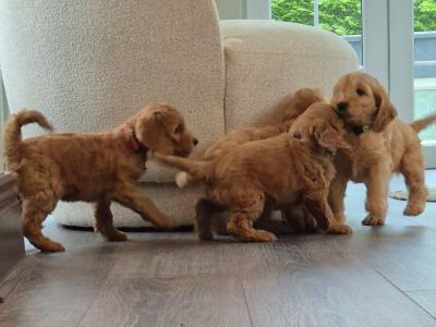 F1 Cockapoo puppies for sale in Kildare