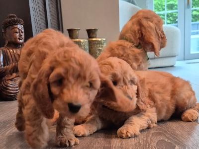 F1 Cockapoo puppies for sale in Kildare