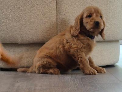 F1 Cockapoo puppies for sale in Kildare