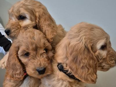 F1 Cockapoo puppies for sale in Kildare