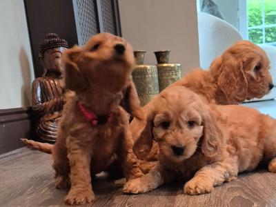 F1 Cockapoo puppies for sale in Kildare