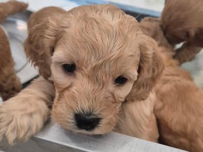 F1 Cockapoo puppies for sale in Kildare