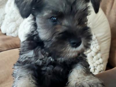 Beautiful miniature Schnauzer puppies for sale in Wexford
