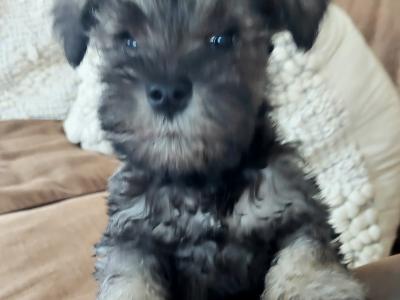 Beautiful miniature Schnauzer puppies for sale in Wexford