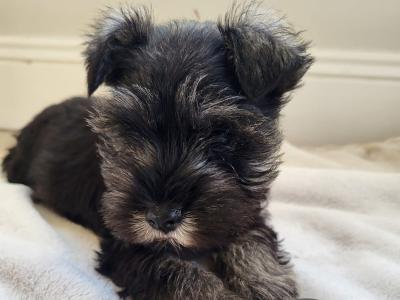 Beautiful miniature Schnauzer puppies for sale in Wexford