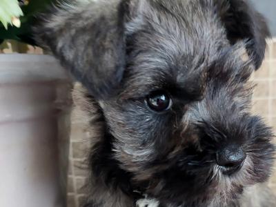 Beautiful miniature Schnauzer puppies for sale in Wexford
