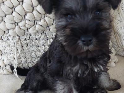 Beautiful miniature Schnauzer puppies for sale in Wexford