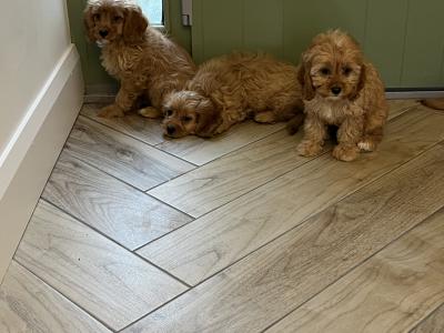 Beautiful health checked Cavapoo puppies in Kilkenny 🐶