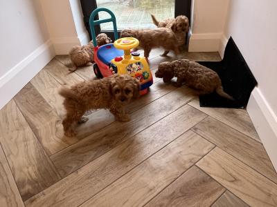 Beautiful health checked Cavapoo puppies in Kilkenny 🐶